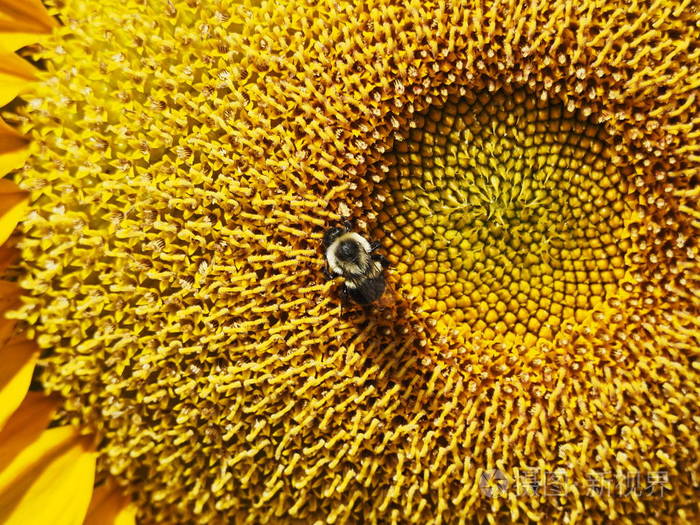 从向日葵采蜜的蜜蜂的彩色宏