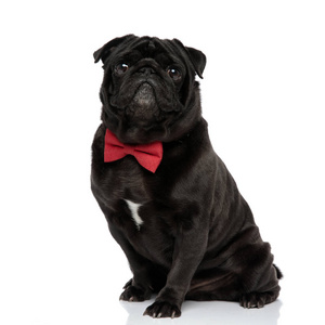 勇敢的黑色哈巴狗闭着嘴向前看照片