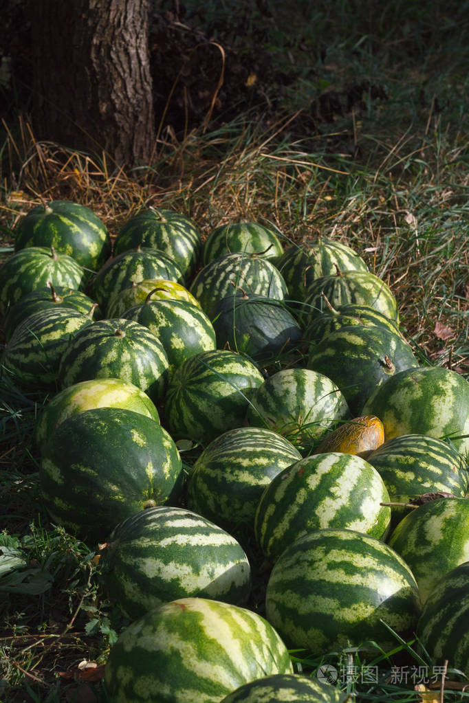 很多条纹西瓜堆放在种植地附近出售选择性集中