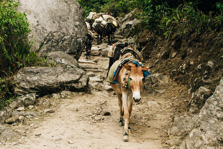 在尼泊尔喜马拉雅山脉美丽自然的背景下,一头驮着货物的驴子.照片