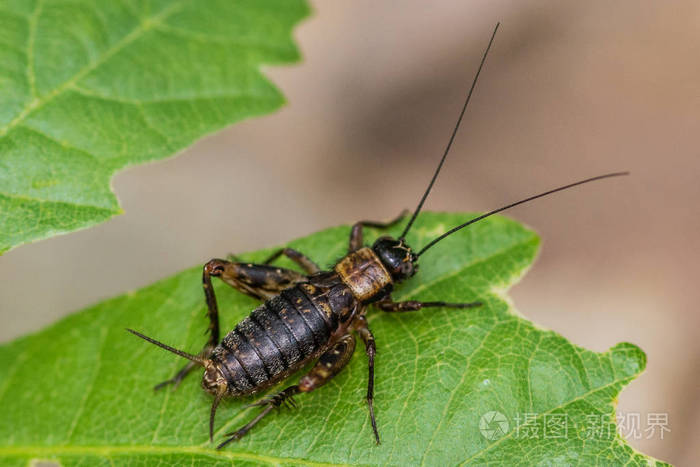叶面长触角的蟋蟀