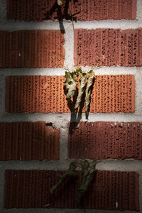 红砖墙上垂死的藤蔓图片