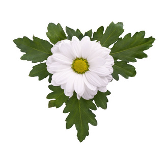 白色菊花,白色背景上有绿色的叶子.雏菊.俯视图.照片