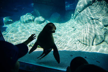 墨西哥城公园水族馆里的小海豹图片