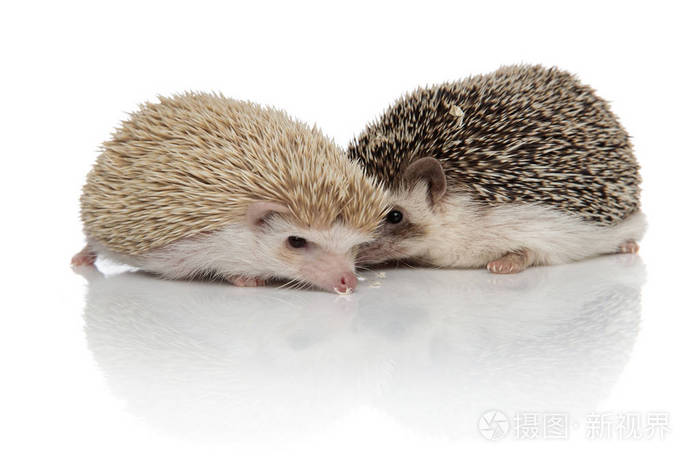 两只可爱的刺猬站在白色的背景上