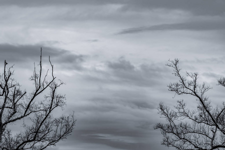 黑色的树枝.自然纹理背景.悲伤,死亡,孤独,绝望和绝望的艺术背景.