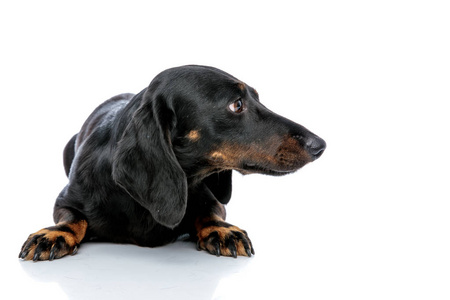 躺着的黑色皮毛的泰克狗侧视着照片