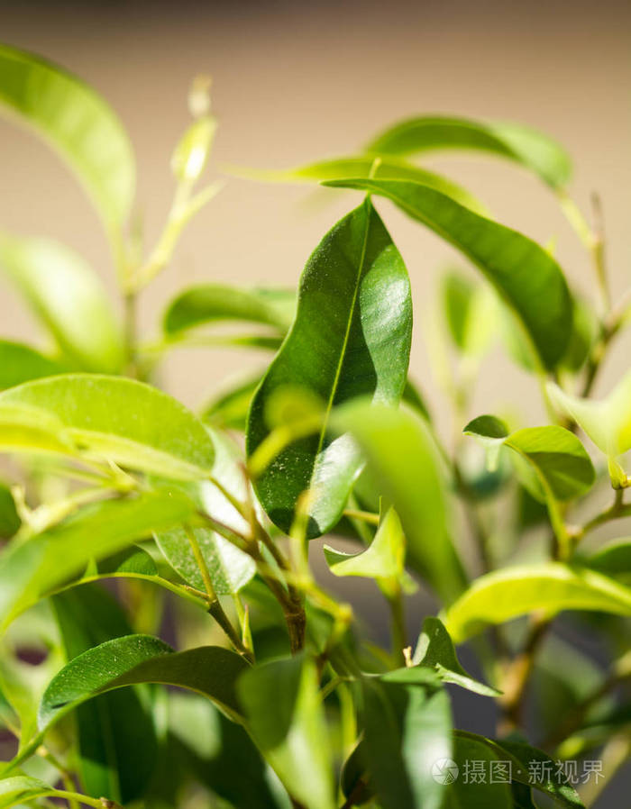 花园 草本植物 食物 领域 生长 种植园 树叶 夏天 春天