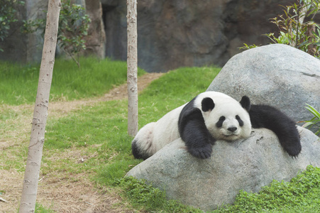 可爱的大熊猫在动物园睡觉图片