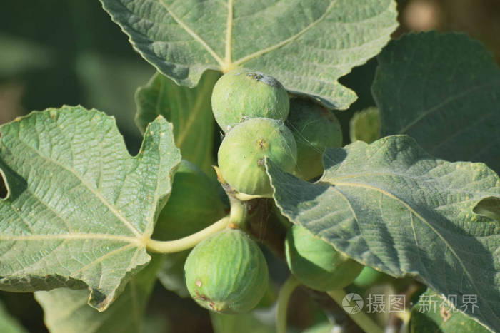 食物 自然 农业 夏天 分支 美丽的 植物 花园 生长 无花果