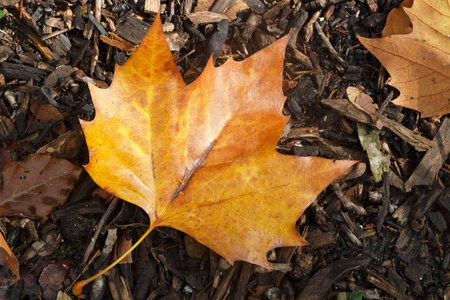 腐殖质上的枯叶枯叶在背景墙上枯叶在背景墙上秋天的枯叶在白色的孤立