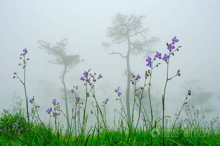 顶上的那伽花在雨中落日紫花沐