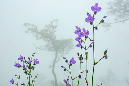 沐舒坦顶上的那伽花在雨中落日,紫花沐照片