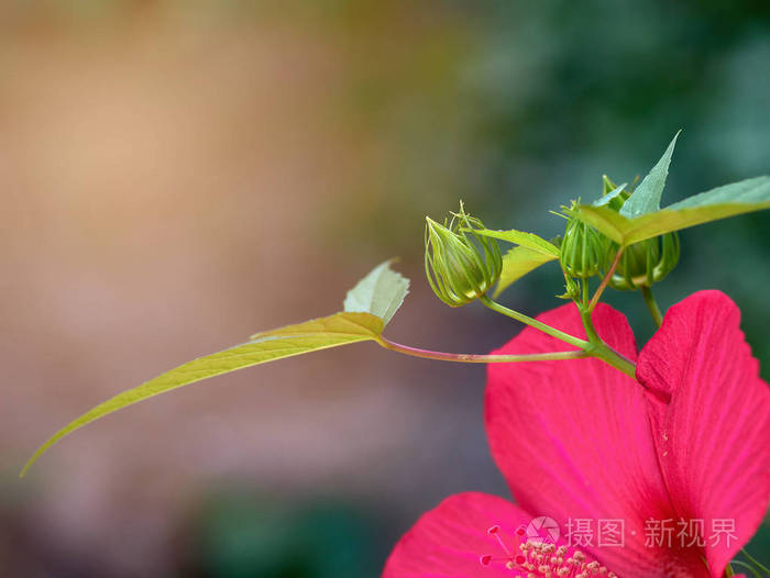 greenunblownbudofredhibiscusgrowinginthegarden