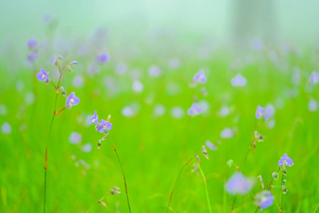 顶上的那伽花在雨中落日,紫花沐照片