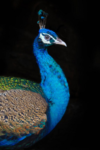 黑底羽毛黑底孔雀画像照片