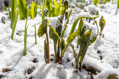 雪落在上面的植物的春天的嫩芽图片