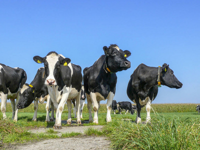 牛正面四头牛并排站立的低角度正面视图.照片