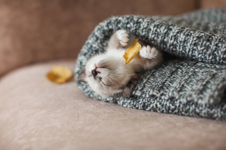 猫狗在一起休息