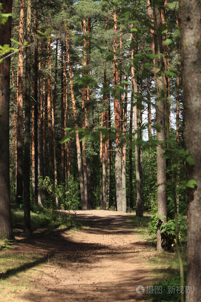 pathamongtreesinapineforest