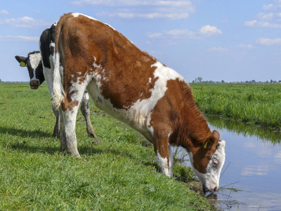 农村饮水红白相间的小牛在河边饮水.照片