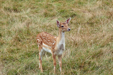 可爱的小梅花鹿幼崽鹿鹿鹿鹿在自然栖息地草地背景.照片