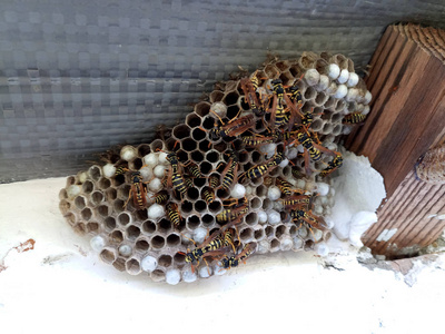 在蜂巢的屋顶下蜜蜂在自然食 (merops apiaster)蜜蜂和花,,昆虫对蜂窝