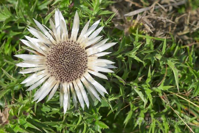 卡莱纳刺蓟菊科无茎银色矮小的卡林蓟开花植物原产于欧洲高山地区