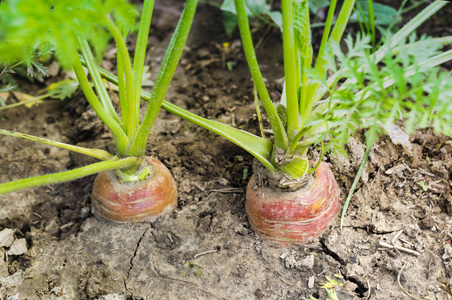 阳光明媚的天气里,花园里长着两个从地里伸出来的红胡萝卜照片