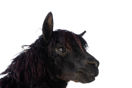 羊驼奔跑图片大全