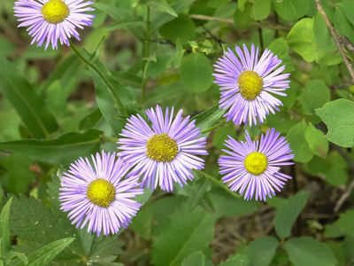 黄石公园鳟鱼湖的灯盏花特写图片