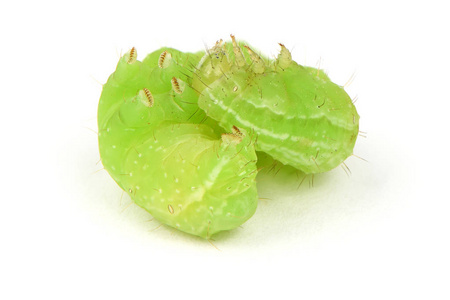 白上绿的毛毛虫.照片