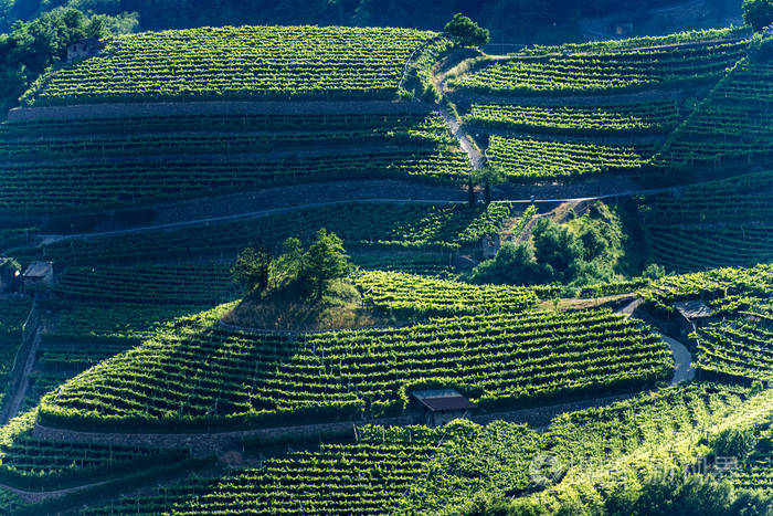 terracedfieldswithvineyardstrentinoaltoadigeitaly