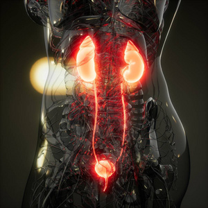 肾科学人体肾脏的科学解剖扫描照片