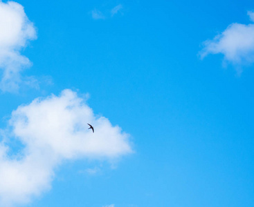 飞翔的燕子图片