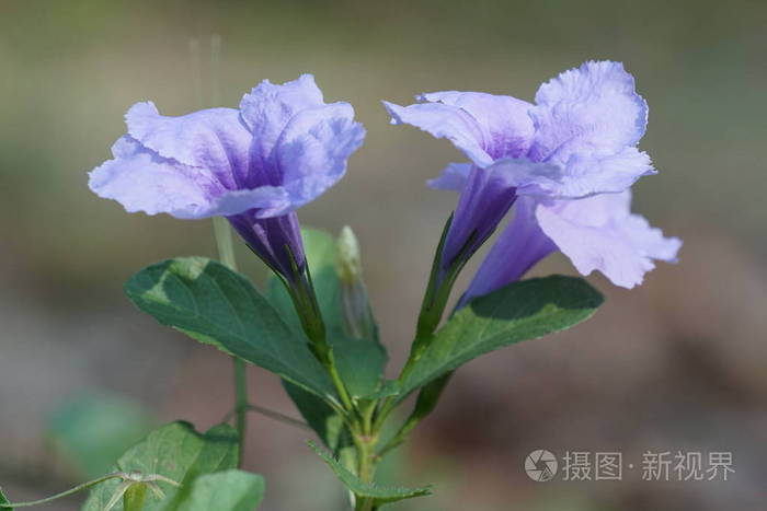 季节 花园 卡片 花瓣 春天 美丽的 夏天 花的 自然 树叶