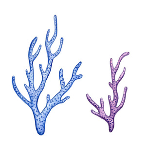 手绘水彩画珊瑚海图标集设计废纸,纺织品,网站插画