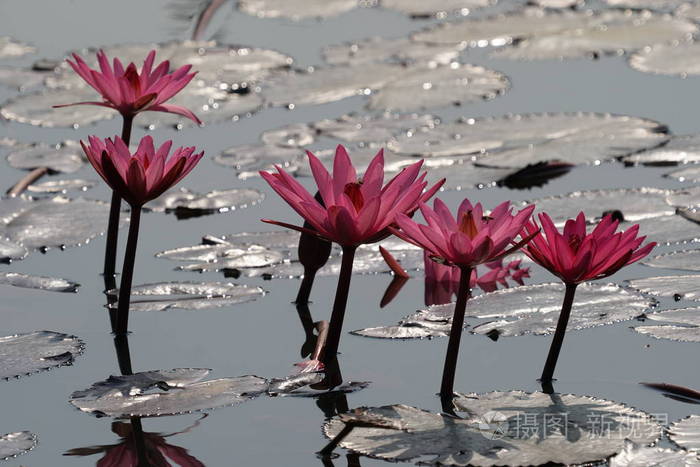 季节 花园 花瓣 复制空间 植物区系 春天 自然 美女 卡片