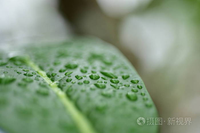 自然 能量 花的 生长 园艺 植物区系 季节 成长 土壤