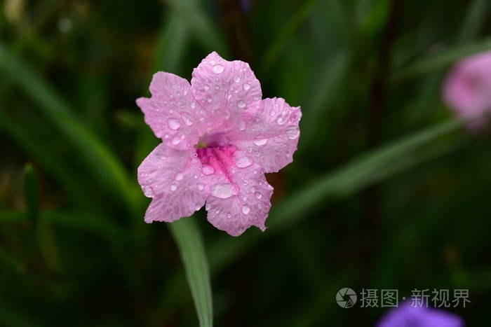 花瓣 植物区系 紫罗兰 浪漫的 花的 自然 粉红色 花园