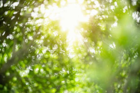 阳光下自然绿叶树木模糊失焦照片