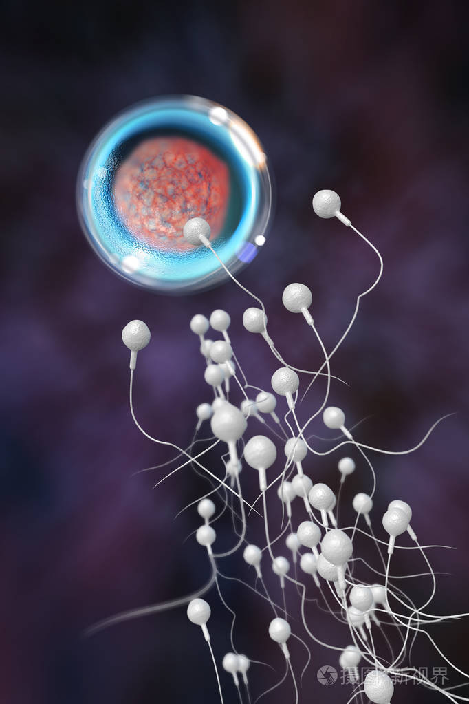 精子和卵子3d插图