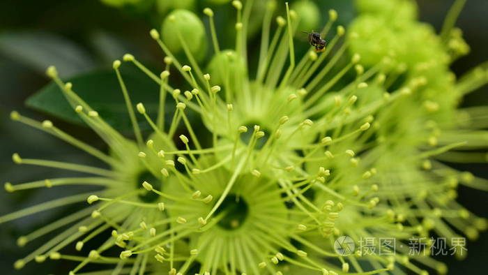 美丽的 树叶 兰花 夏天 植物学 植物区系 花的 分支 生长