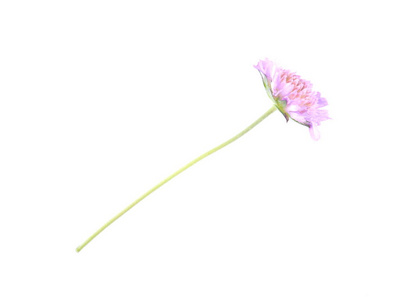 白色背景下私生子的粉色花朵图片