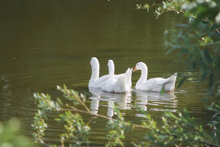 晴天,一群家养的白鹅在湖面上游泳.背景.照片