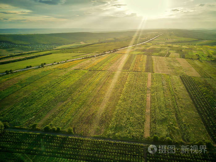 鸟瞰绿黄相间的稻田，夕阳下生长着不同的图案。