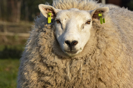 卷毛羊白色的大绵羊,有许多细软的卷毛.摄影图