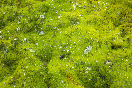 雨露滴在青苔上图片