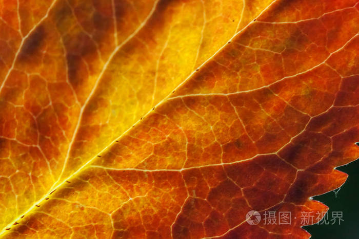特写秋秋极富宏观质感的红橙绿木片树叶在阳光背景下发光