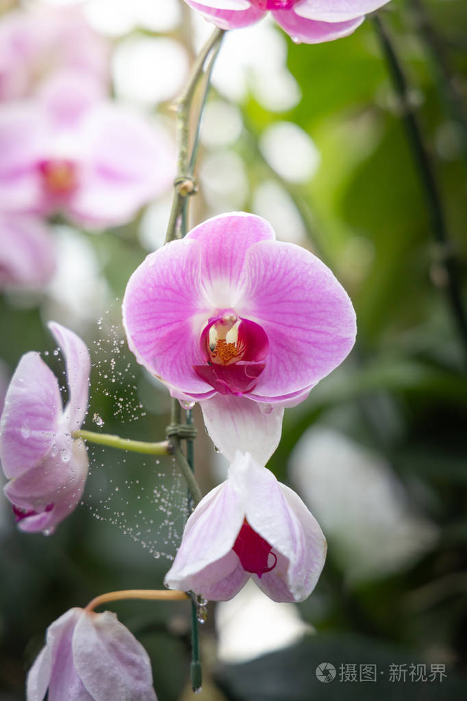 森林里盛开着美丽的兰花